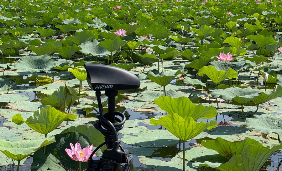 lotus_parsun_900x548_80dpi.jpg